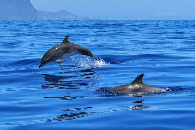 BLUE LAGON & 3 islands full day private speedboat tour - Why a private speedboat day from Split makes sense