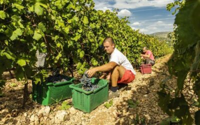 Dalmatian Delights: Food & Wine Tour from Split or Trogir - Šibenik sightseeing and St. Jacob’s Cathedral in about 1.5 hours