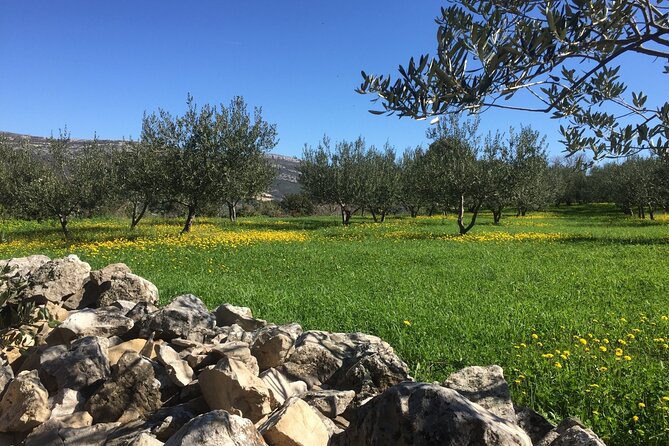 Family-run Vineyard Tour & Award Winning Wine Tasting/Delicacies - Vineyards and Wine Making: From Fruit to Fermentation Tanks