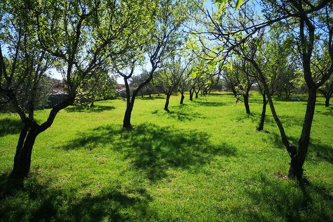 Family-run Vineyard Tour & Award Winning Wine Tasting/Delicacies - Price and Value: Why $225 Can Make Sense Here