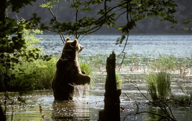 From Split or Trogir: Plitvice Lakes Private Tour - Key highlights at a glance
