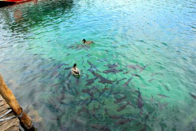 From Split: Plitvice Lakes Fully-Guided Day Tour - Meeting at the Split Riva and Handling Plitvice Tickets (Cash-On-Arrival)
