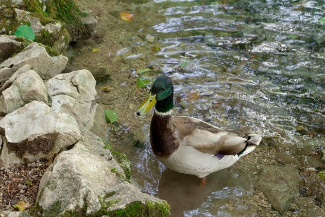 Full-Day Private Plitvice Lakes National Park Tour from Split - Stop 2: Plitvice Lakes National Park in about 4 hours