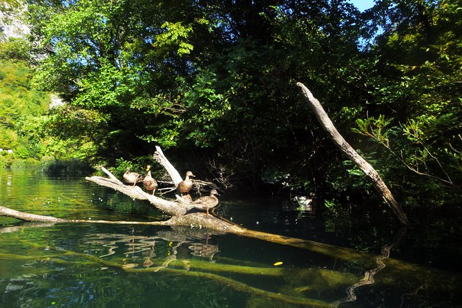Kayaking and Snorkeling in Omiš - Omis in one morning: River Cetina to the Adriatic