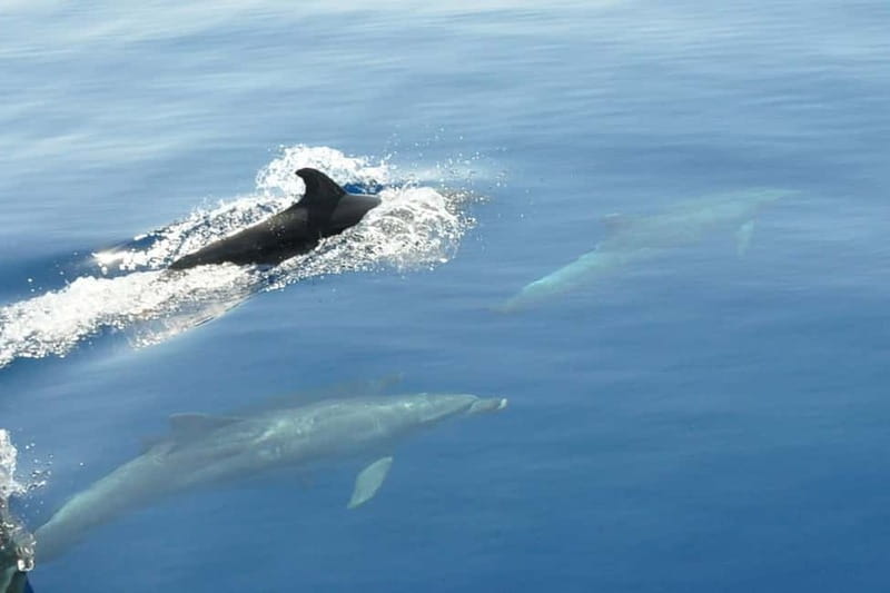 Split: Private Blue Lagoon 3 islands with speed boat - Key highlights to look for