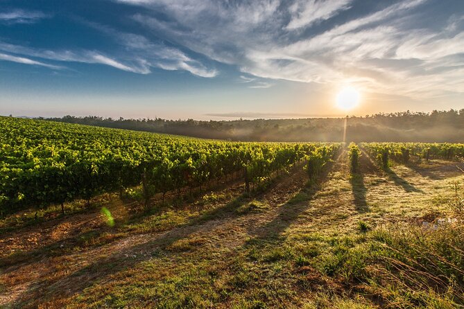 Split/Trogir/Kastela: Krka Private Tour - option: Wine Tasting - Plastovo Village Vineyard Tasting: Indigenous Grapes, Olive Oil, and Liqueurs