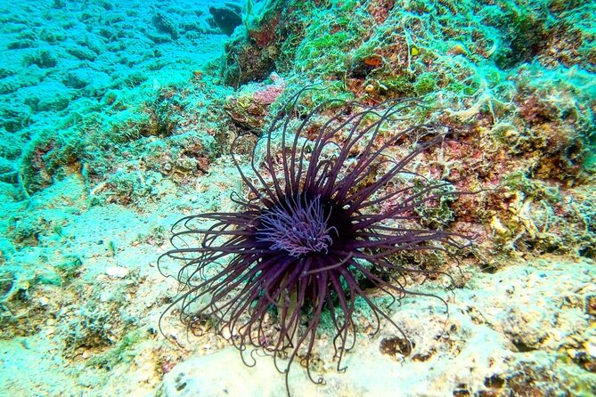 Try Scuba Diving in Split - Price and timing that make sense for a first attempt